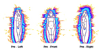 AURIC FIELD